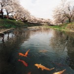 霞川の桜堤(豊高橋~新霞橋~大和橋) 霞川の桜堤(豊高橋~新霞橋~大和橋)