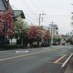 花みずき通り 花みずき通り
