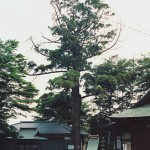 熊野神社の大スギ 熊野神社の大スギ