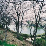 八ツ池公園 八ツ池公園
