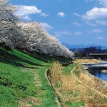 入間リバーサイドの桜並木 入間リバーサイドの桜並木