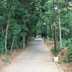八ツ池からグリーンロッジへの山道 八ツ池からグリーンロッジへの山道