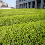 新芽 新芽