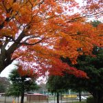 秋を探しに 秋を探しに