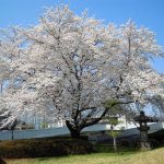 桜 桜