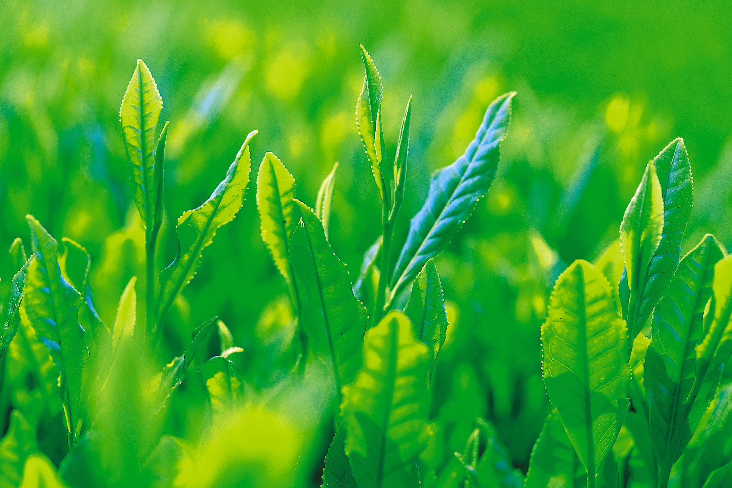 狭山茶の新芽